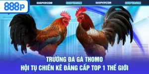 Đá gà Thomo